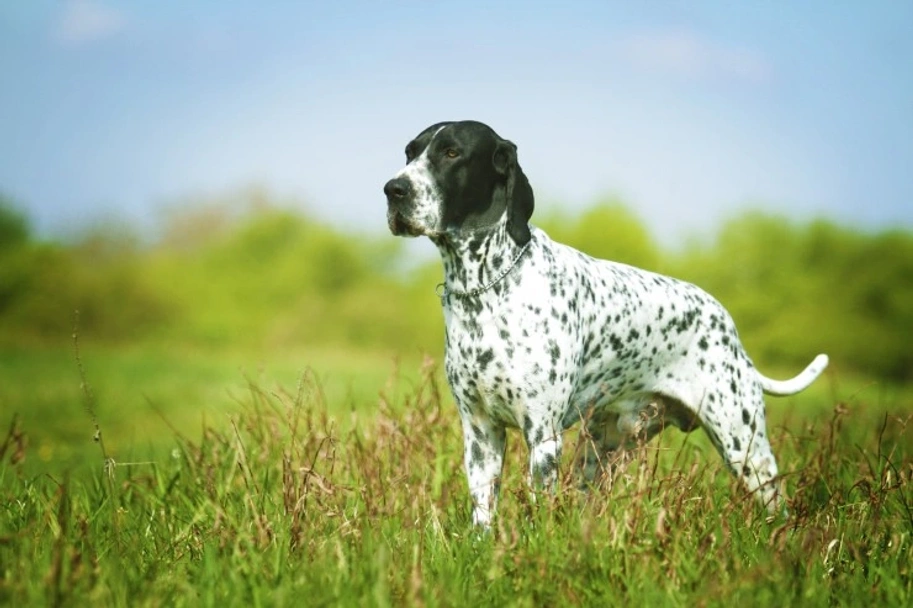 Braco de Auvernia Dogs Raza - Características, Fotos & Precio | MundoAnimalia