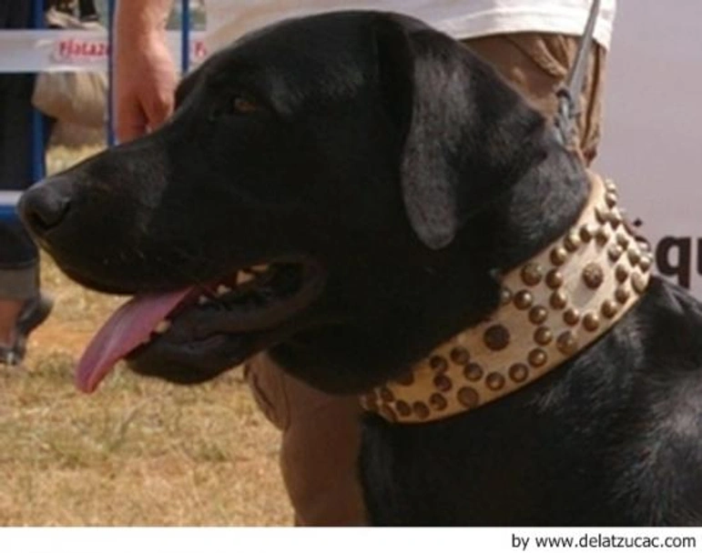 Ca de Bestiar - Perro de Pastor Mallorquín Dogs Raza - Características, Fotos & Precio | MundoAnimalia