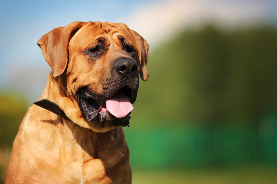 Tosa Dogs Ras: Karakter, Levensduur & Prijs | Puppyplaats