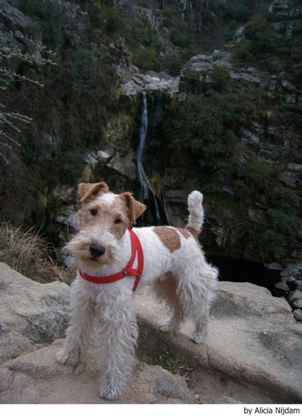 Fox Terriër Draadhaar Dogs Ras: Karakter, Levensduur & Prijs | Puppyplaats