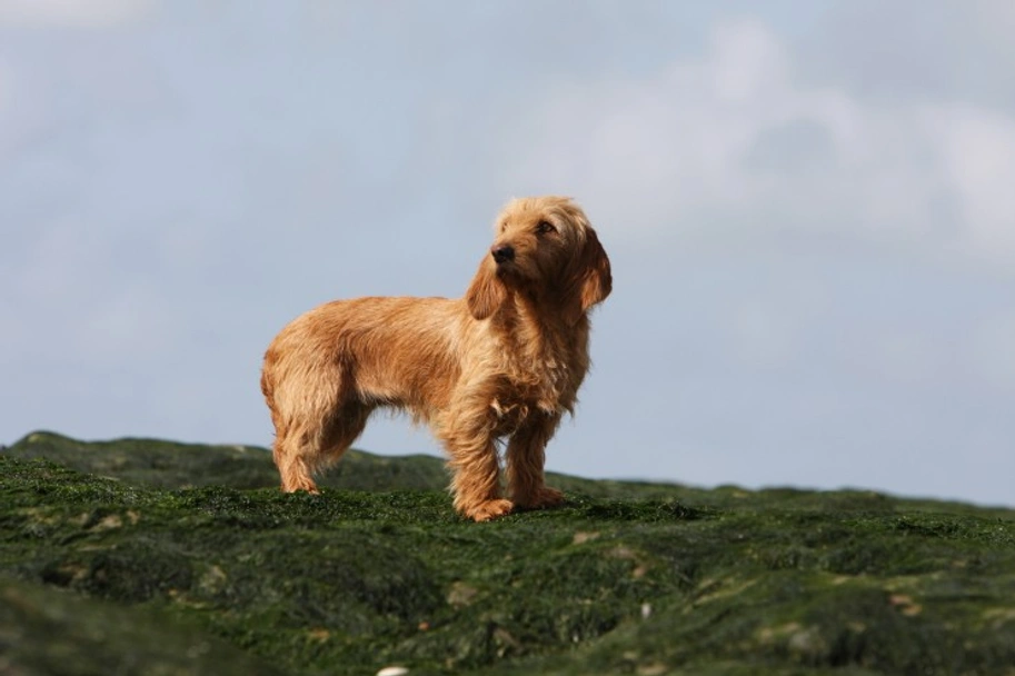 Basset Fauve De Bretagne Dogs Ras: Karakter, Levensduur & Prijs | Puppyplaats