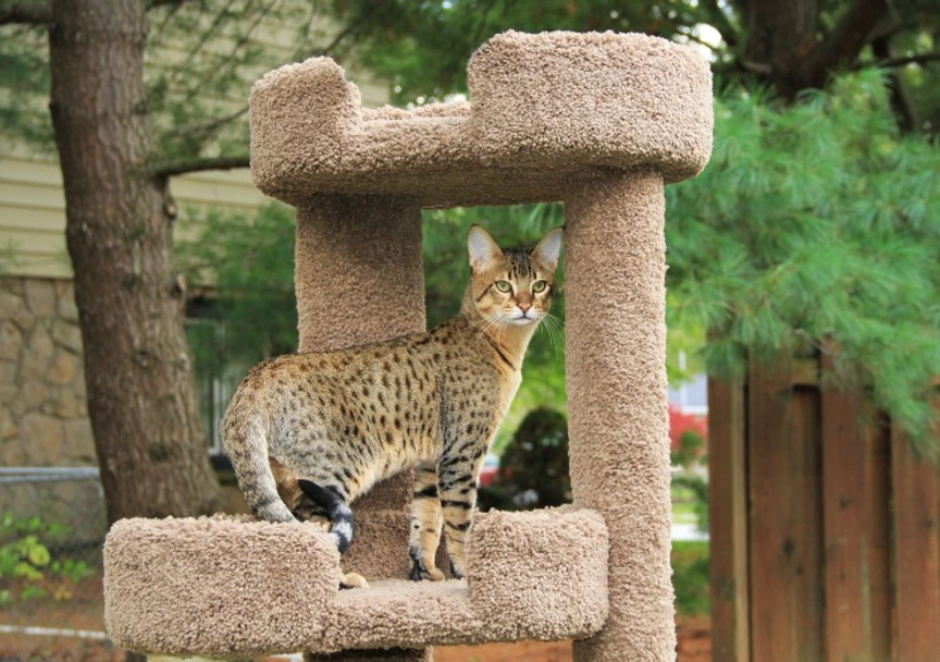 Savannah Cats Razza - Prezzo, Temperamento & Foto | AnnunciAnimali