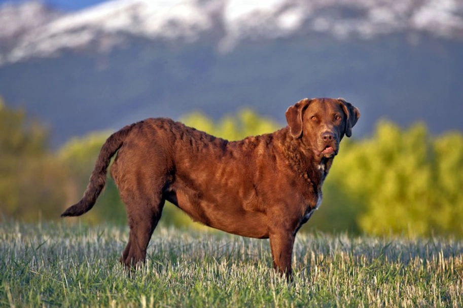 Chesapeake Bay Retriever Dogs Breed - Information, Temperament, Size & Price | Lancaster Puppies