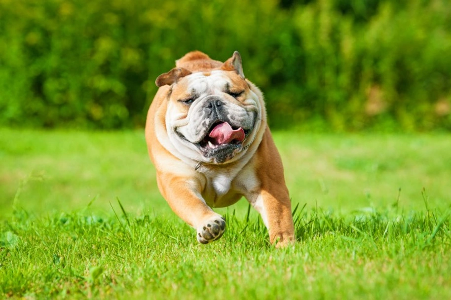 English Bulldog Dogs Breed - Information, Temperament, Size & Price | Pets4Homes