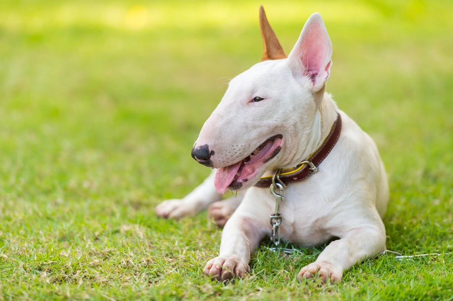 Bull terrier Dogs Razza - Prezzo, Temperamento & Foto | AnnunciAnimali