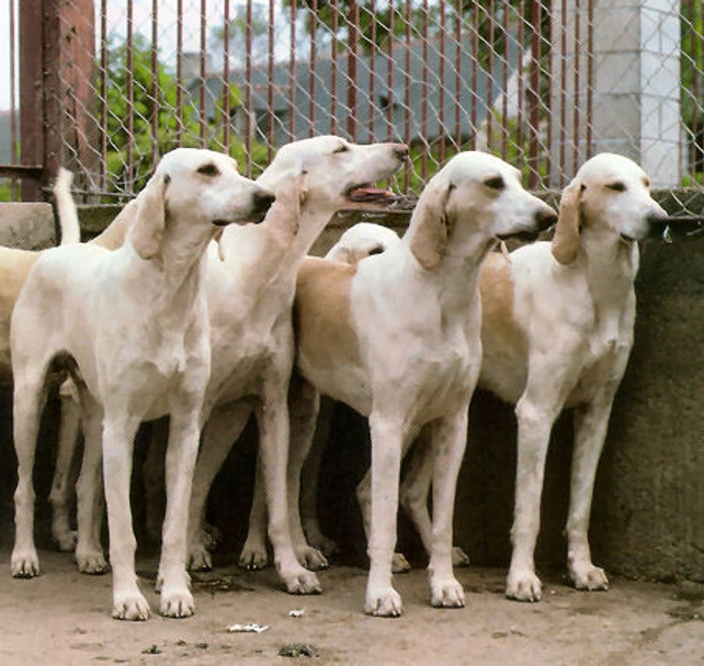 Billy Dogs Raza - Características, Fotos & Precio | MundoAnimalia