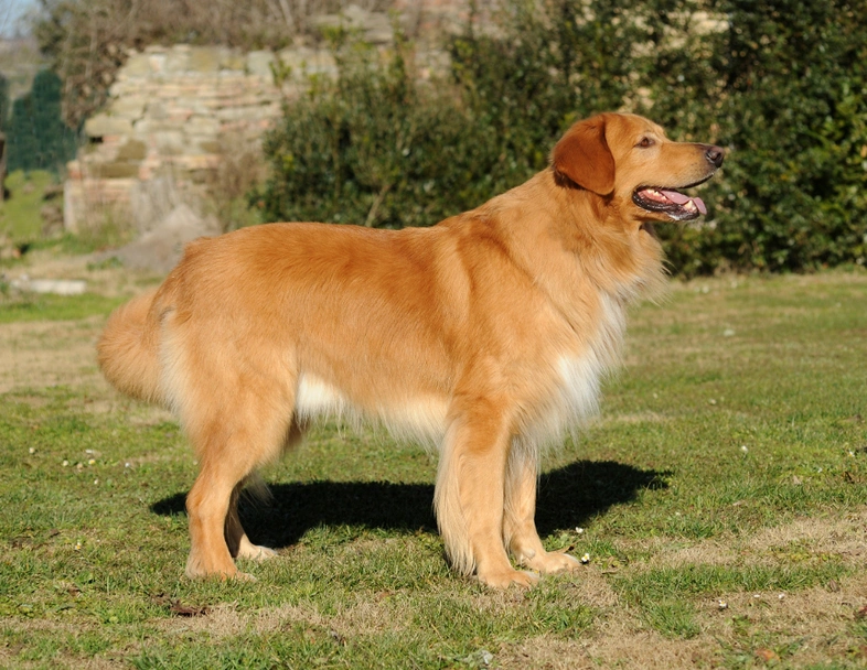 Hovawart Dogs Ras: Karakter, Levensduur & Prijs | Puppyplaats