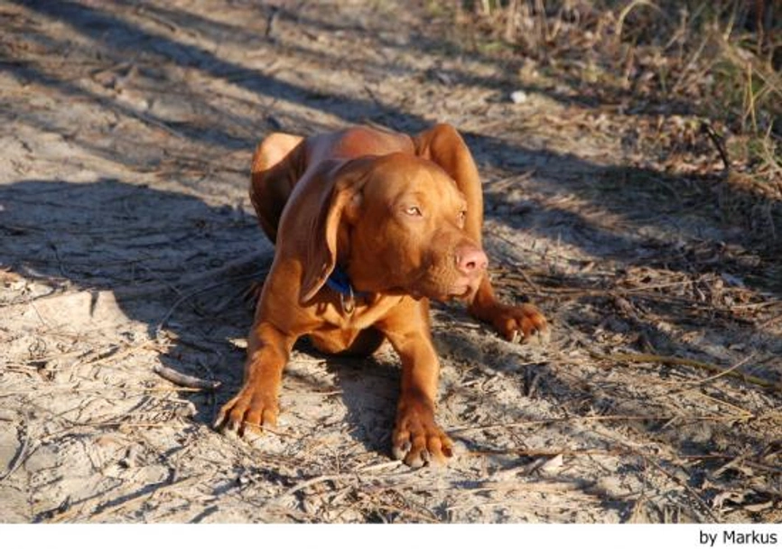 Vizsla korthaar Dogs Ras: Karakter, Levensduur & Prijs | Puppyplaats