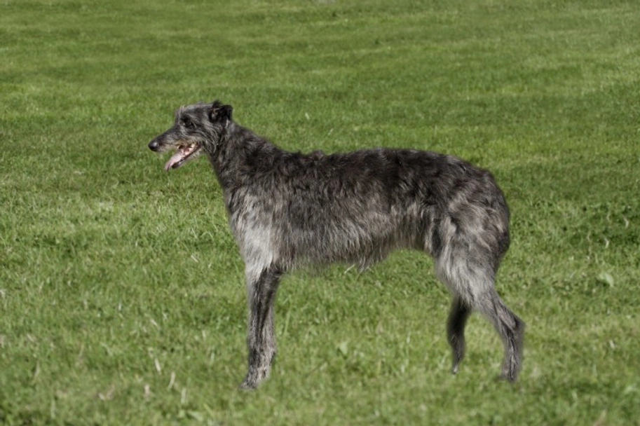 Deerhound Dogs Raza - Características, Fotos & Precio | MundoAnimalia