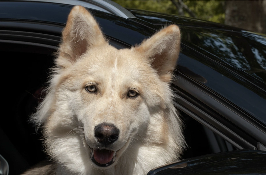 Gerberian Shepsky Dogs Breed - Information, Temperament, Size & Price | Lancaster Puppies