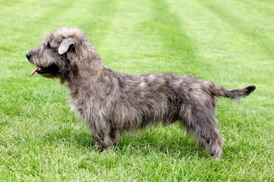 Glen of Imaal Terrier Dogs Ras: Karakter, Levensduur & Prijs | Puppyplaats