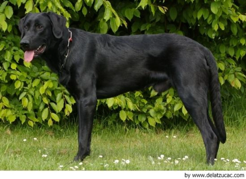 Ca de Bestiar - Perro de Pastor Mallorquín Dogs Raza - Características, Fotos & Precio | MundoAnimalia