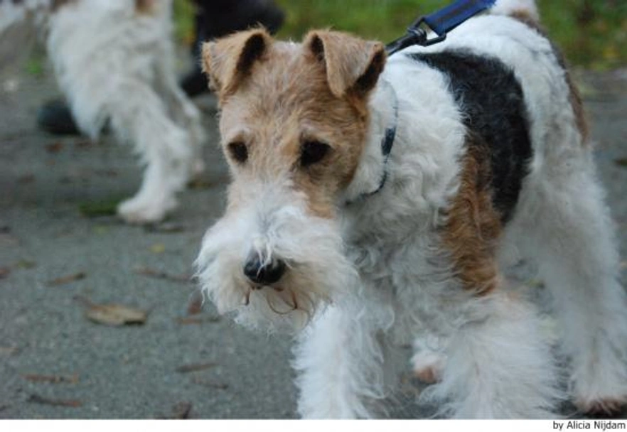 Fox Terriër Draadhaar Dogs Ras: Karakter, Levensduur & Prijs | Puppyplaats