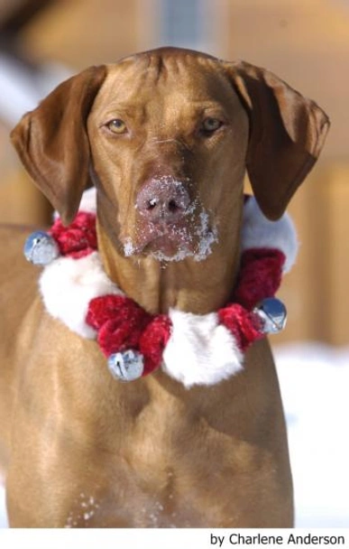 Vizsla korthaar Dogs Ras: Karakter, Levensduur & Prijs | Puppyplaats