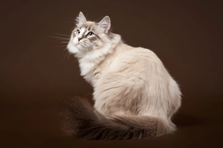 Siberiano Cats Razza - Prezzo, Temperamento & Foto | AnnunciAnimali