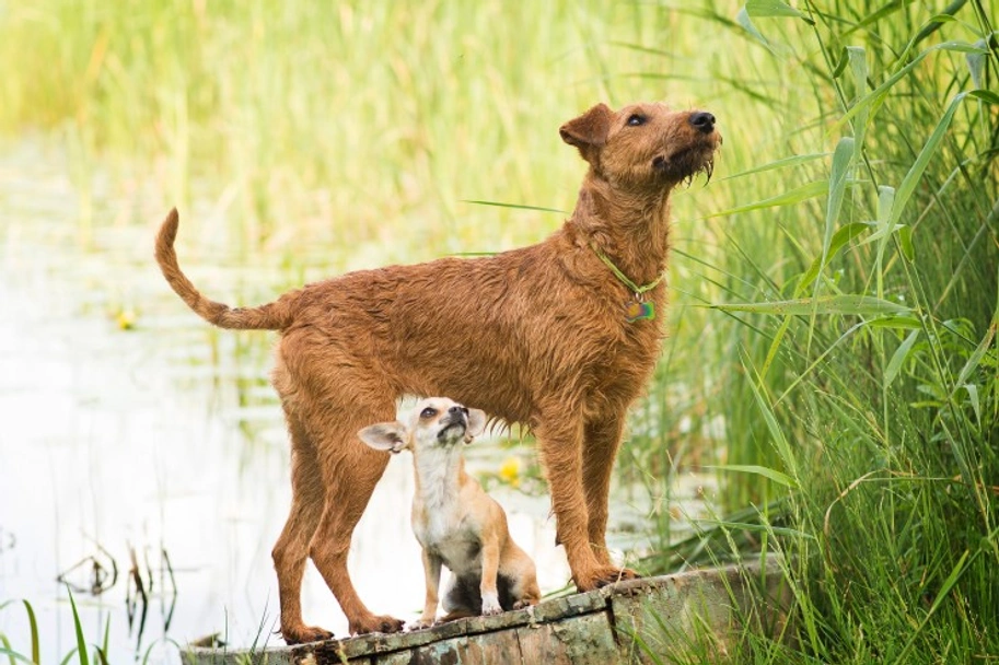 Irish Terrier Dogs Breed - Information, Temperament, Size & Price | Lancaster Puppies