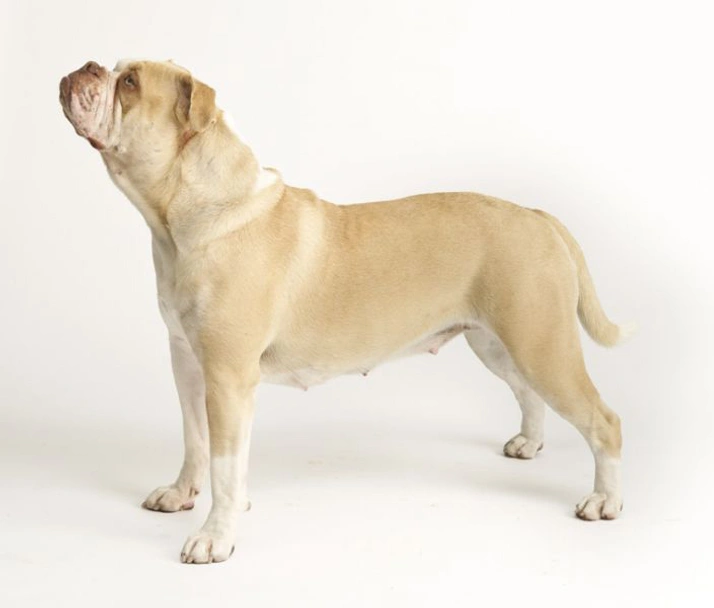 Alapaha Blue Blood Bulldog Dogs Raza - Características, Fotos & Precio | MundoAnimalia