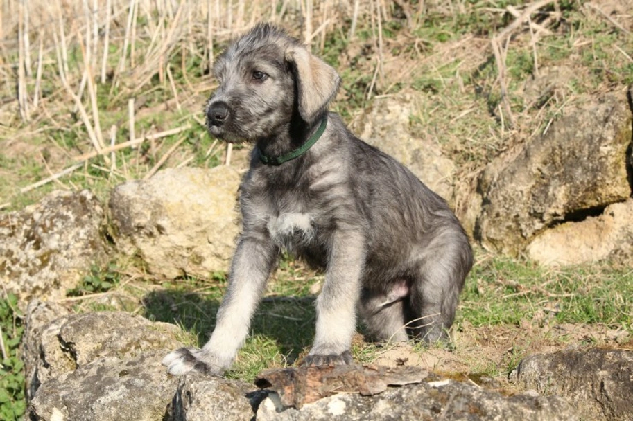 Irish Wolfhound Dogs Breed - Information, Temperament, Size & Price | Pets4Homes