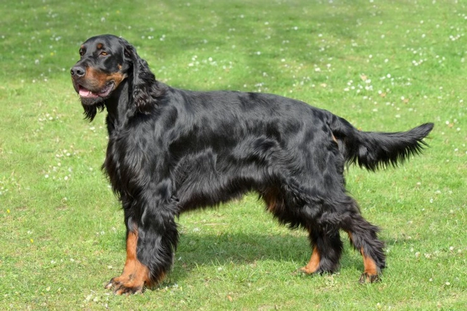 Gordon Setter Dogs Breed - Information, Temperament, Size & Price | Lancaster Puppies
