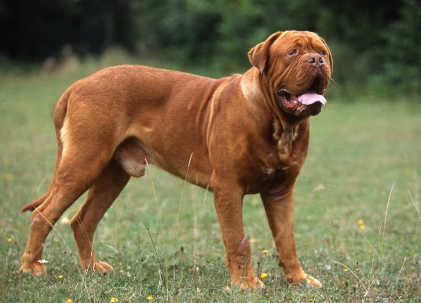 Dogue De Bordeaux Dogs Breed - Information, Temperament, Size & Price | Lancaster Puppies