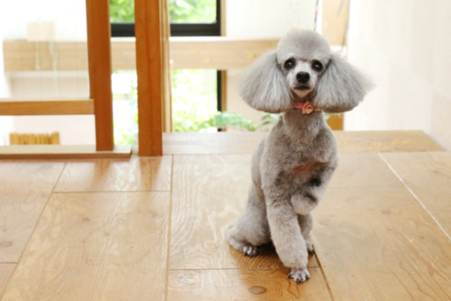 Caniche Toy Dogs Raza - Características, Fotos & Precio | MundoAnimalia