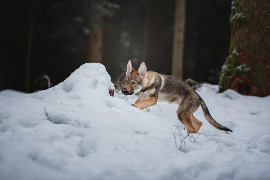 Lupo Cecoslovacco Dogs Razza - Prezzo, Temperamento & Foto | AnnunciAnimali