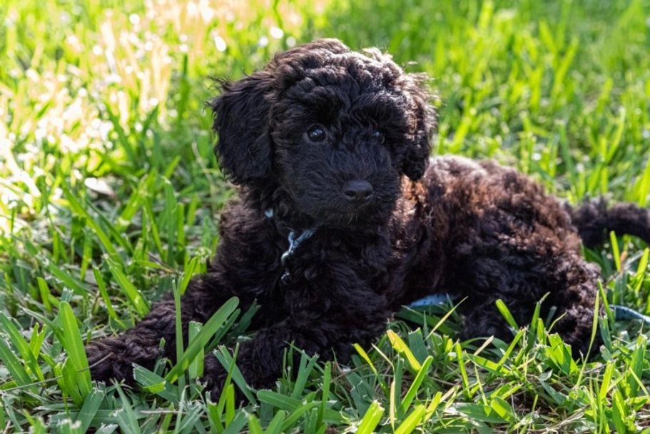 Schnoodle Dogs Breed - Information, Temperament, Size & Price | Lancaster Puppies
