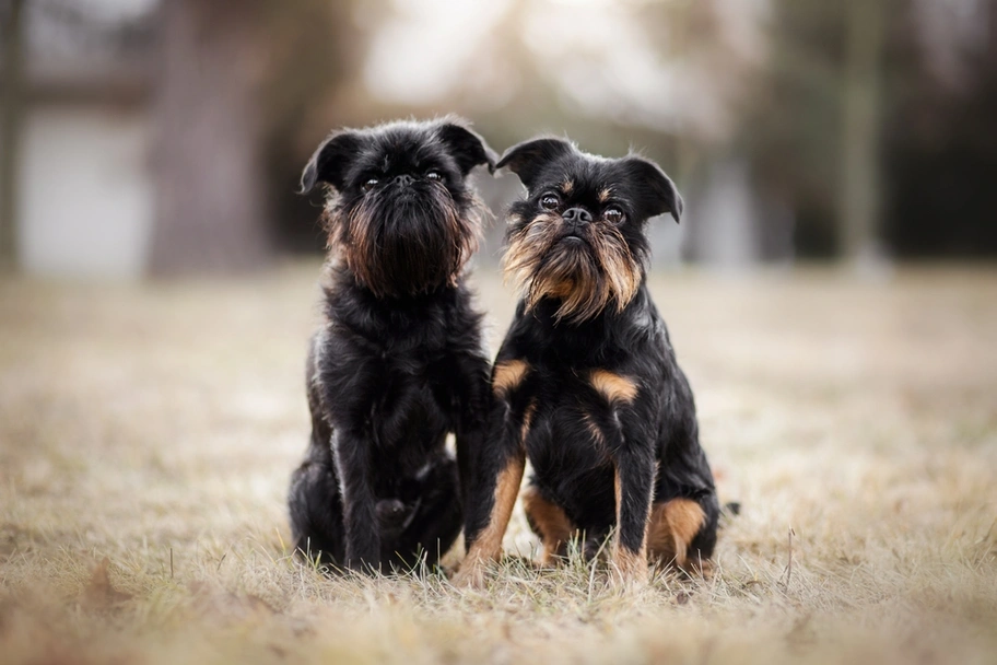 Grifón Belga Dogs Raza - Características, Fotos & Precio | MundoAnimalia