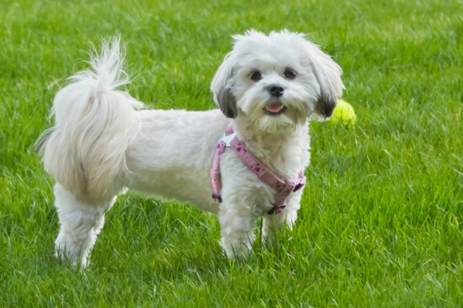 Malshi Dogs Ras: Karakter, Levensduur & Prijs | Puppyplaats