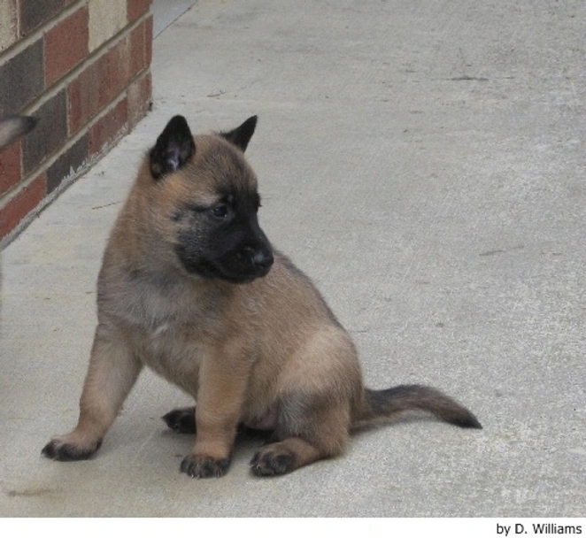 Mechelse Herder Dogs Ras: Karakter, Levensduur & Prijs | Puppyplaats