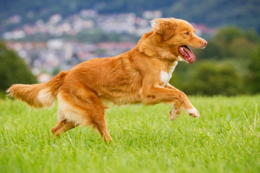 Nova Scotia Duck Tolling Retriever Dogs Breed - Information, Temperament, Size & Price | Lancaster Puppies