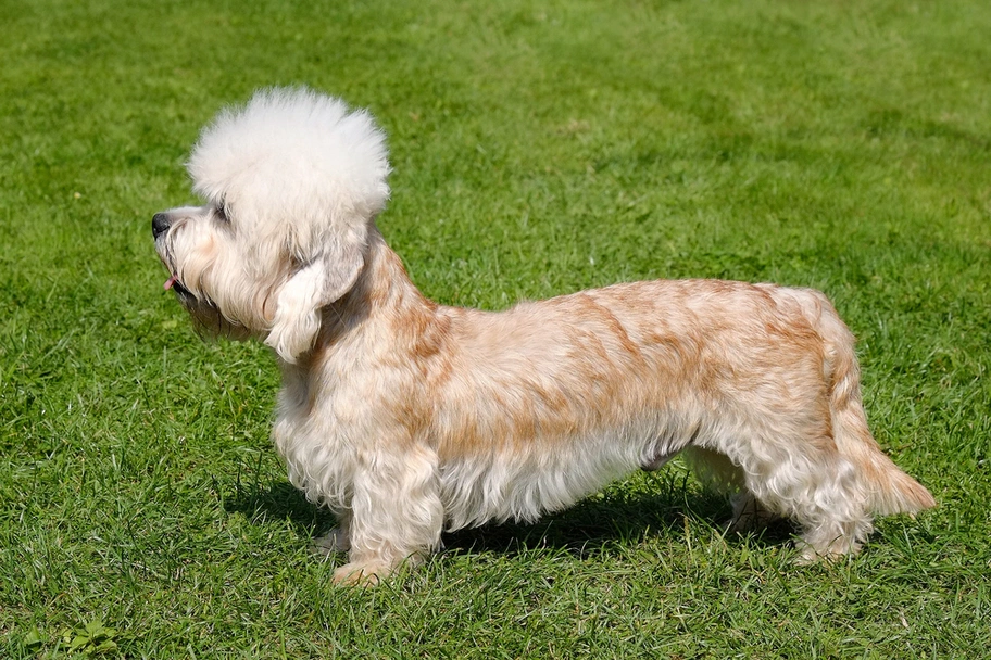 Dandie Dinmont Terriër Dogs Ras: Karakter, Levensduur & Prijs | Puppyplaats