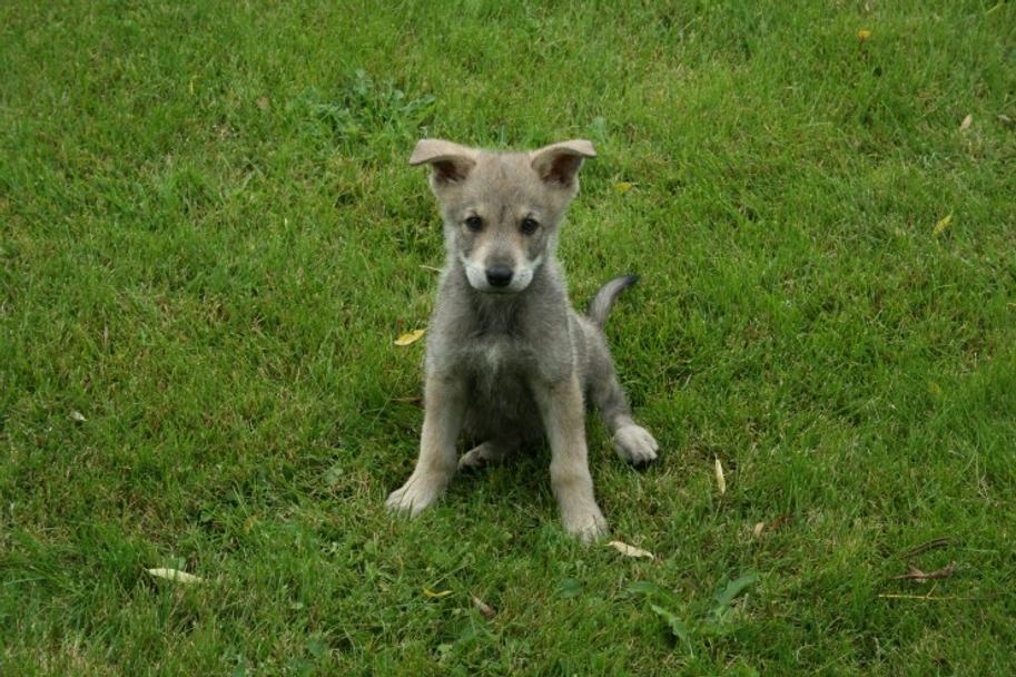Saarlooswolfhond Dogs Ras: Karakter, Levensduur & Prijs | Puppyplaats