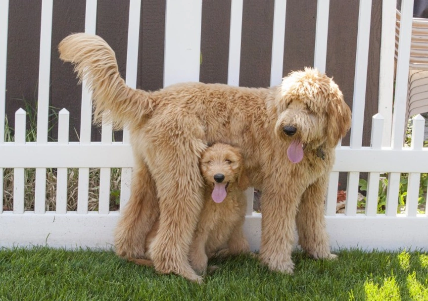 Goldendoodle Dogs Breed - Information, Temperament, Size & Price | Pets4Homes