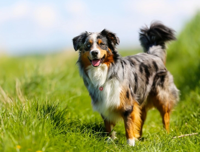 Border Collie Dogs Ras: Karakter, Levensduur & Prijs | Puppyplaats