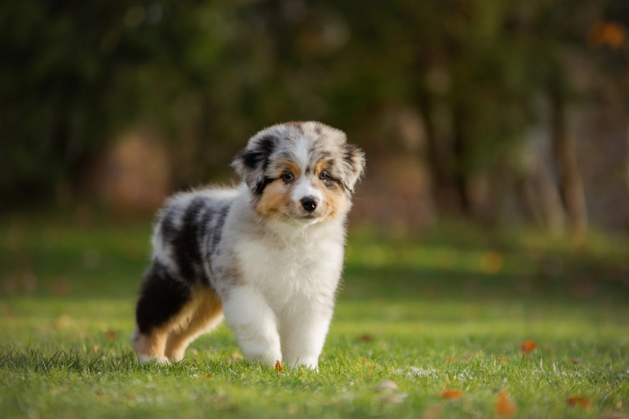 Australian Shepherd Dogs Breed - Information, Temperament, Size & Price | Pets4Homes