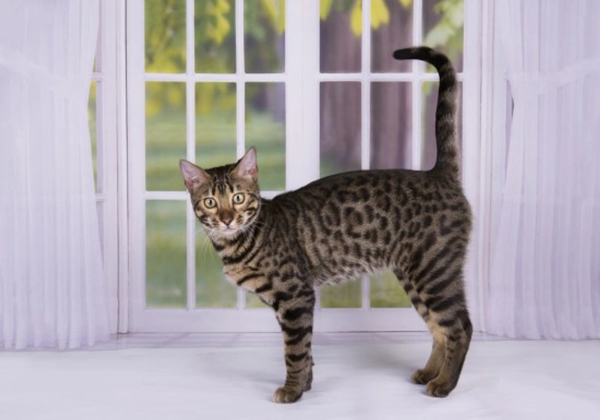 Savannah Cats Razza - Prezzo, Temperamento & Foto | AnnunciAnimali