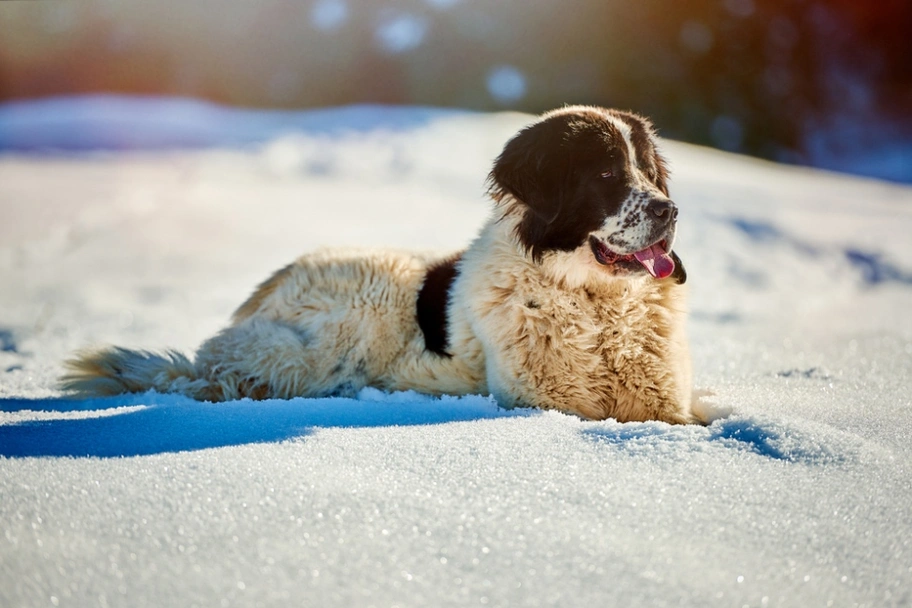 Ciobanesc de Bucovina Dogs Razza - Prezzo, Temperamento & Foto | AnnunciAnimali