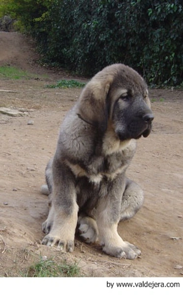 Mastín Español Dogs Raza - Características, Fotos & Precio | MundoAnimalia