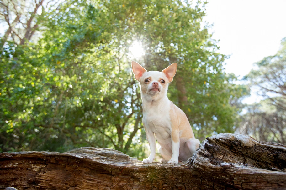 Chihuahua Dogs Razza - Prezzo, Temperamento & Foto | AnnunciAnimali
