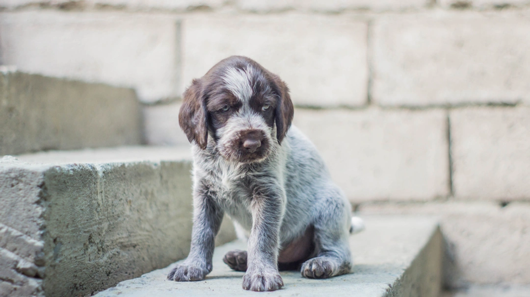 German Wirehaired Pointer Dogs Breed - Information, Temperament, Size & Price | Lancaster Puppies