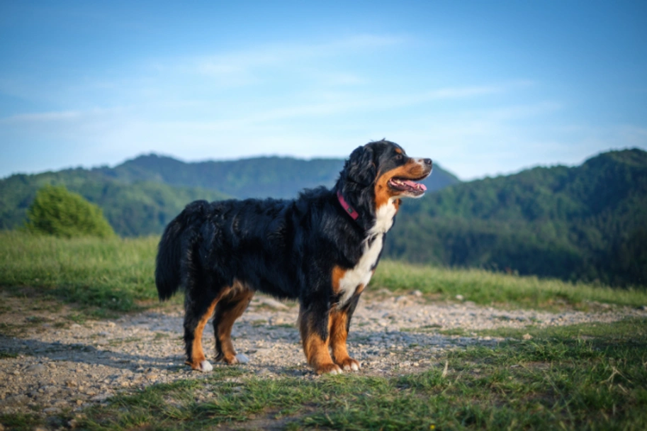 Bernese Mountain Dog Dogs Breed - Information, Temperament, Size & Price | Pets4Homes