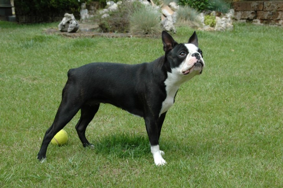 Boston Terriër Dogs Ras: Karakter, Levensduur & Prijs | Puppyplaats