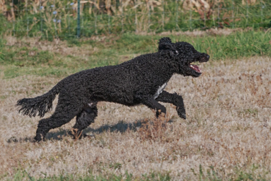 Portuguese Water Dog Dogs Breed - Information, Temperament, Size & Price | Lancaster Puppies