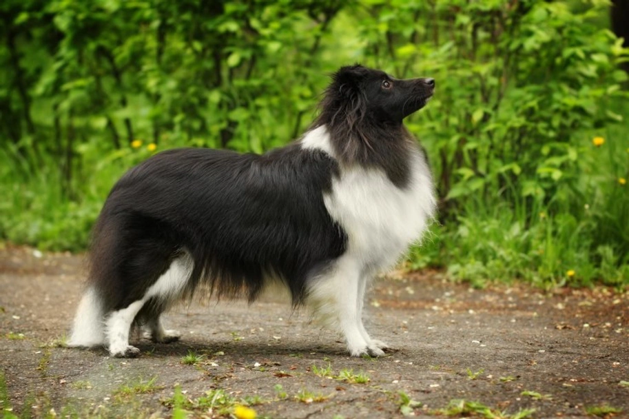 Shetland Sheepdog Dogs Breed - Information, Temperament, Size & Price | Lancaster Puppies