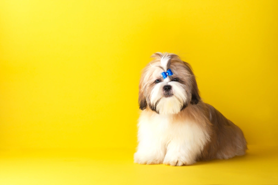 Shih Tzu Dogs Breed - Information, Temperament, Size & Price | Pets4Homes