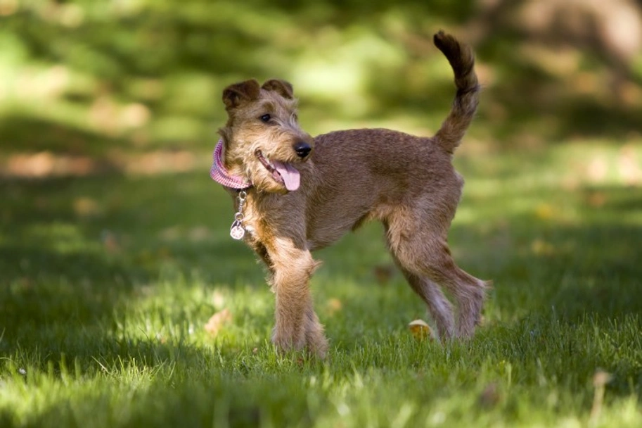 Irish Terrier Dogs Breed - Information, Temperament, Size & Price | Lancaster Puppies