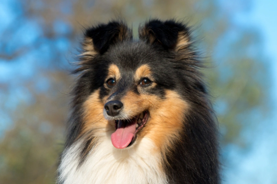 Shetland Sheepdog Dogs Breed - Information, Temperament, Size & Price | Lancaster Puppies