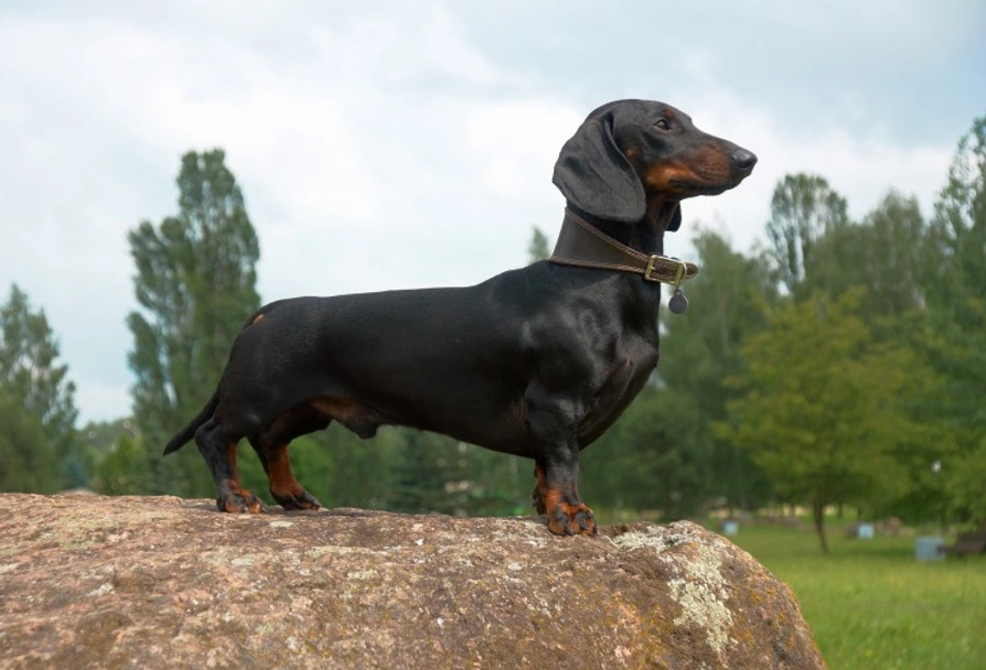 Dachshund Dogs Breed - Information, Temperament, Size & Price | Pets4Homes