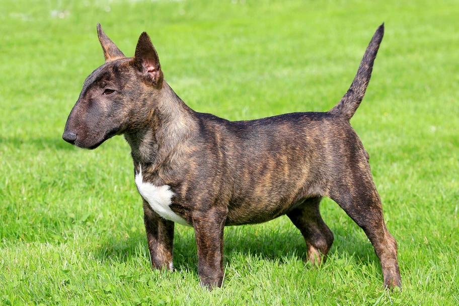 Bull Terrier Miniatura Dogs Razza - Prezzo, Temperamento & Foto | AnnunciAnimali